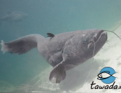 Projekt graficzny, nazwa firmy, tworzenie logo firm Logo hodowli ryb TAWADA S.C. - MaLuk09