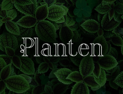 Projekt graficzny, nazwa firmy, tworzenie logo firm Logo dla e-sklepu z roślinami - paam